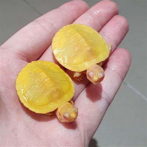 黃色烏龜品種
